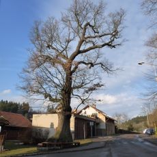 Dub letní v Jablonném nad Orlicí