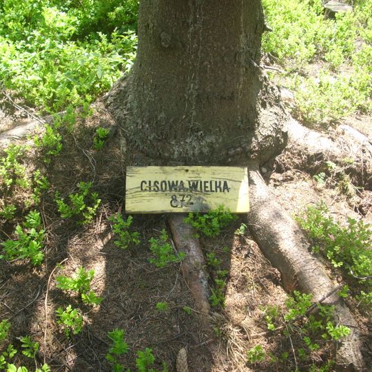 Wielka Cisowa