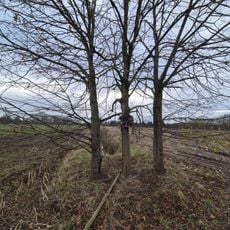 Boomkapel