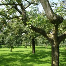 Complex de Marthastichting: boomgaard