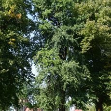 Naturdenkmal Ginkgo ehemaliger Schlosspark in Löhme