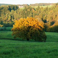 Oak near Paleček's mill