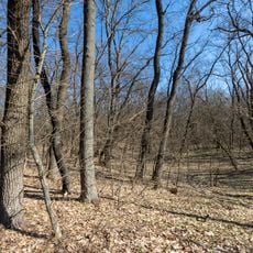 High-Yielding Oak Plantations