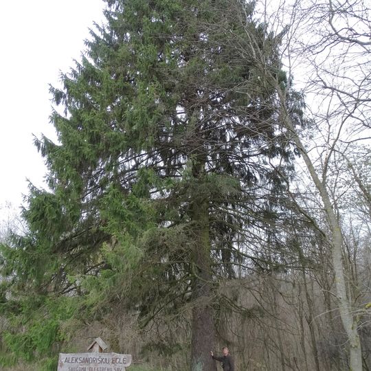 Aleksandriškių eglė