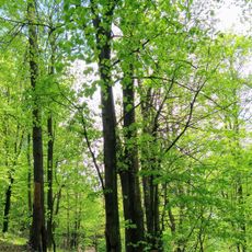 Jilmy pod Ovčárnou