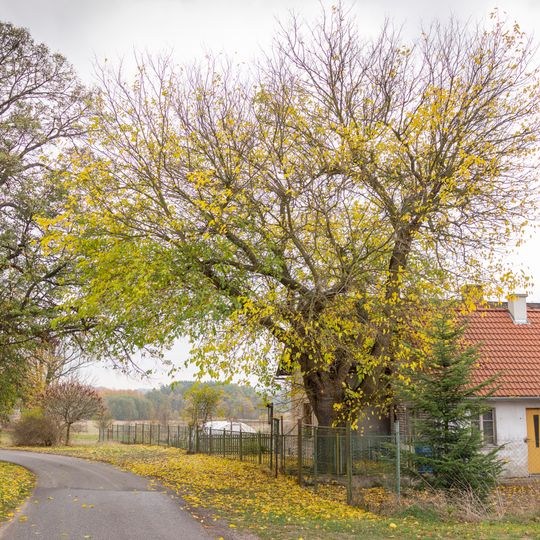 Moruše v Čapích Dvorech