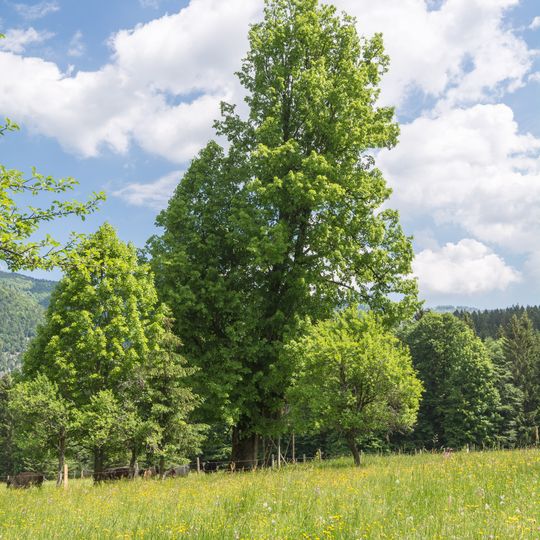 Winterlinde auf der Bäckerschlagalm