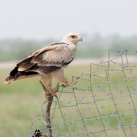 Tal Chhapar Sanctuary