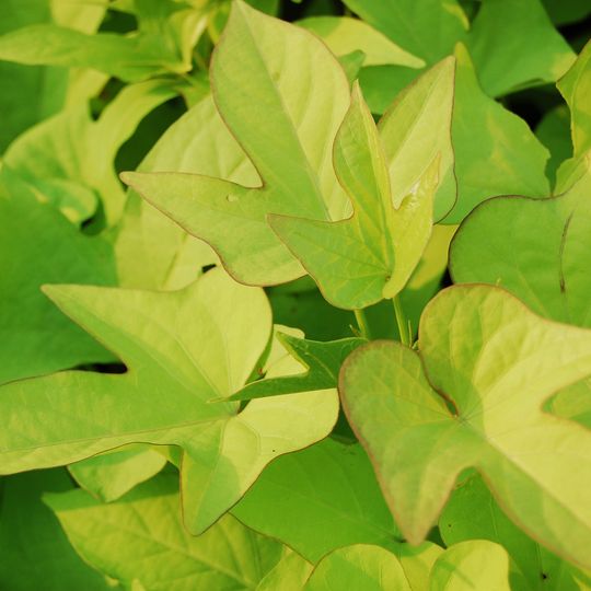 Medicinal herbs Garden