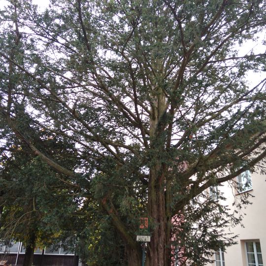 Tis červený v Malé Skále