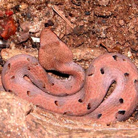 Shendurney-Wildtierreservat