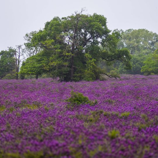 Karacabey Floodplain Forest