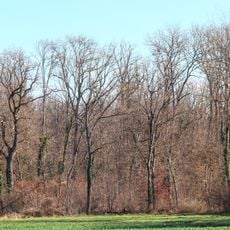 Zwölferholz-Haid