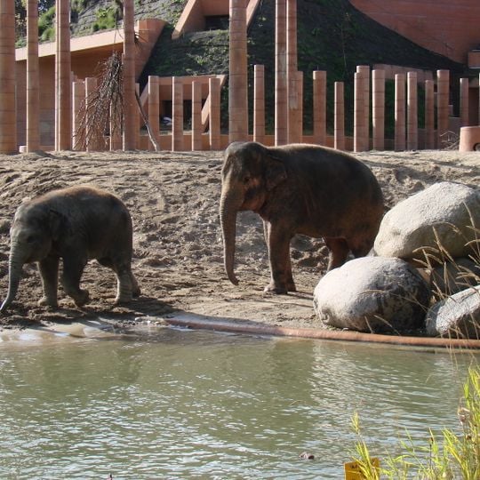Elefanterne i København Zoo