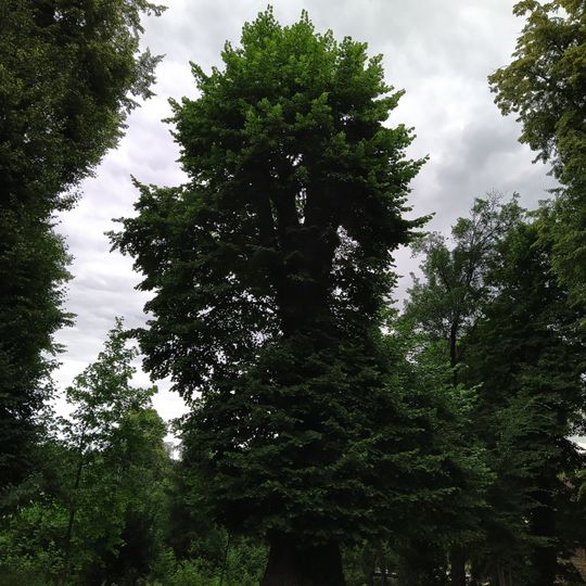 Zámecká lípa in Studénka
