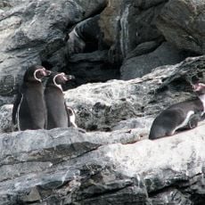 Pingüino de Humboldt National Reserve