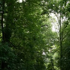 Gehölzbestandener Hohlweg