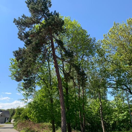 ND Schwarzkiefer Oberwiera