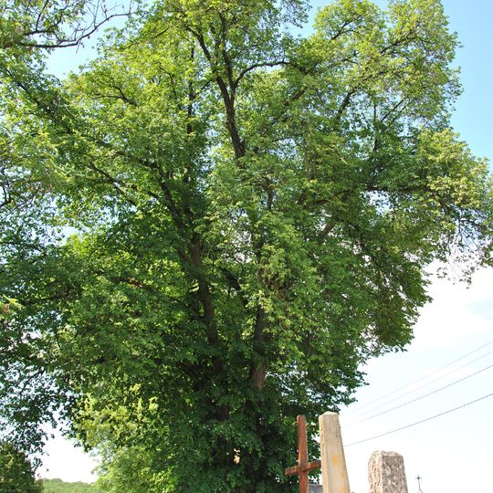 Tilia cordata in Chernykhivtsi