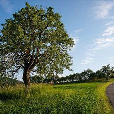 Pink pear from Bošáca