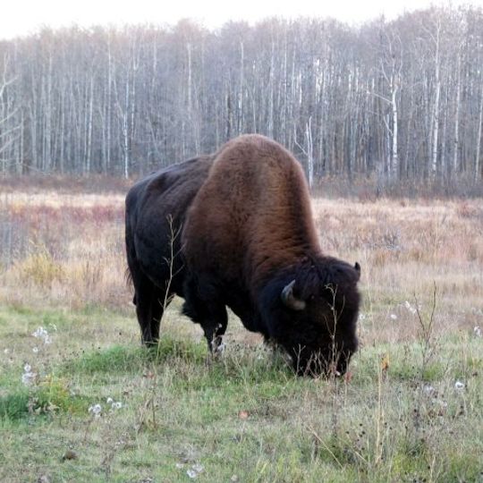 Parco nazionale Elk Island