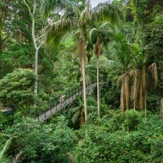 Tamborine Rainforest Skywalk