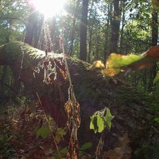Nature reserve Las Łagiewnicki