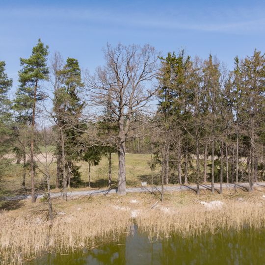 Dub u Olešnického Nového rybníka