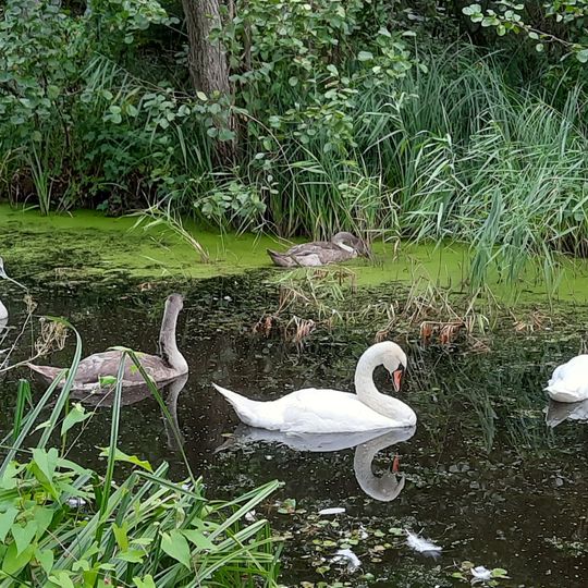 NSG Aalbeek-Niederung