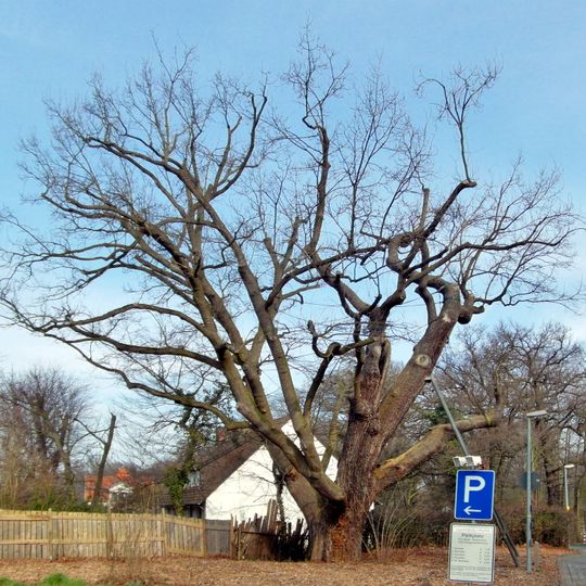 Märcheneiche am Tiergarten