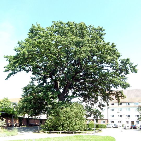 Eiche im Vahrenwalder Park