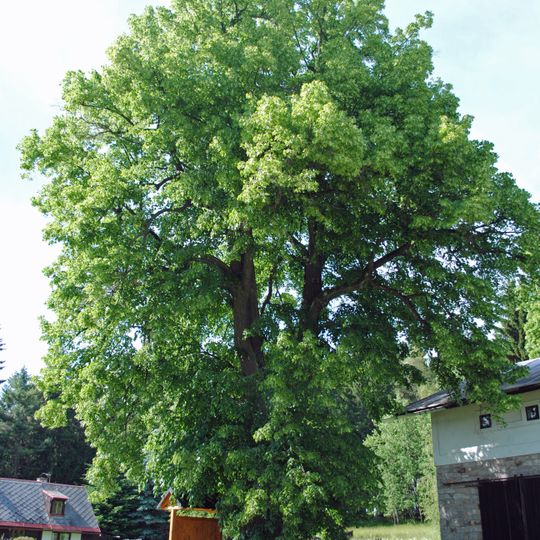 Lípa srdčitá č. 2