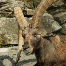 Alpenwildpark