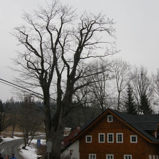 Klen v Horním Polubném