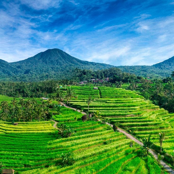 Jatiluwih Rice Terraces