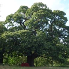 Nail tree of Liège