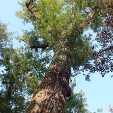Populus nigra in Velká Bystřice