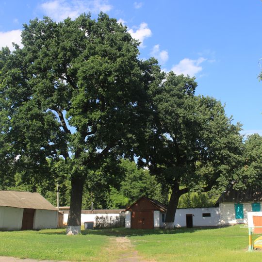 Багатовікові дерева дуба звичайного