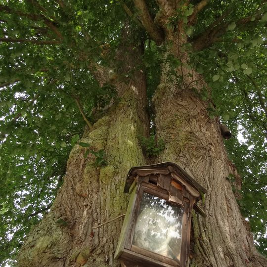 Lípa v Trávníčku