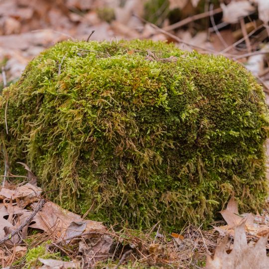 Grenzstein Obere Gemeinde, Fünfzigmorgen in Seukendorf