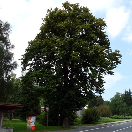 Frývaldovská lípa