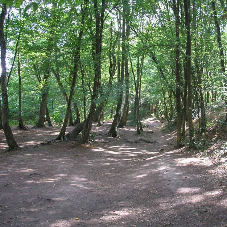 Bos van Brocéliande