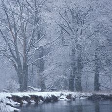 Bryansky Les Nature Reserve