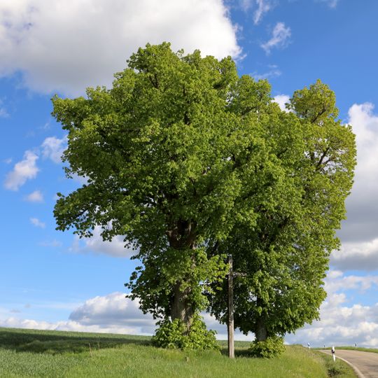2 Winterlinden Weikersheimer Weg