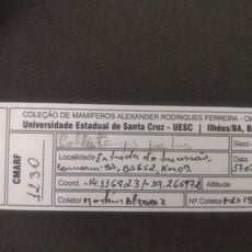 Alexandre Rodrigues Ferreira Mammal Collection