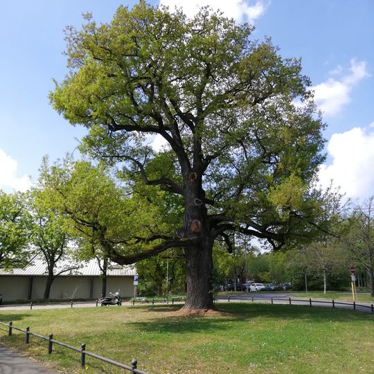 1 Stieleiche "Jahneiche"