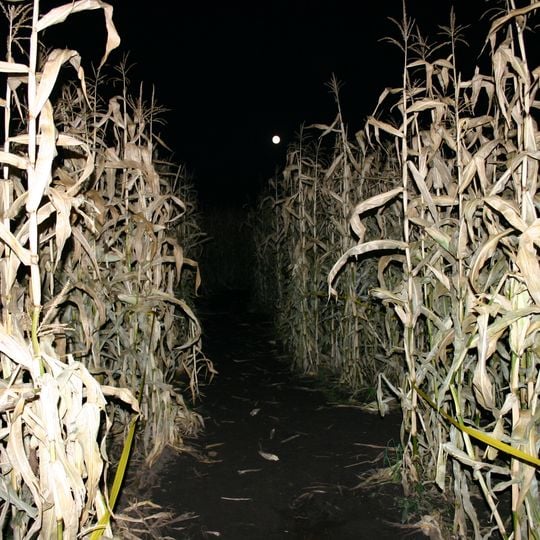 Edmonton Corn Maze