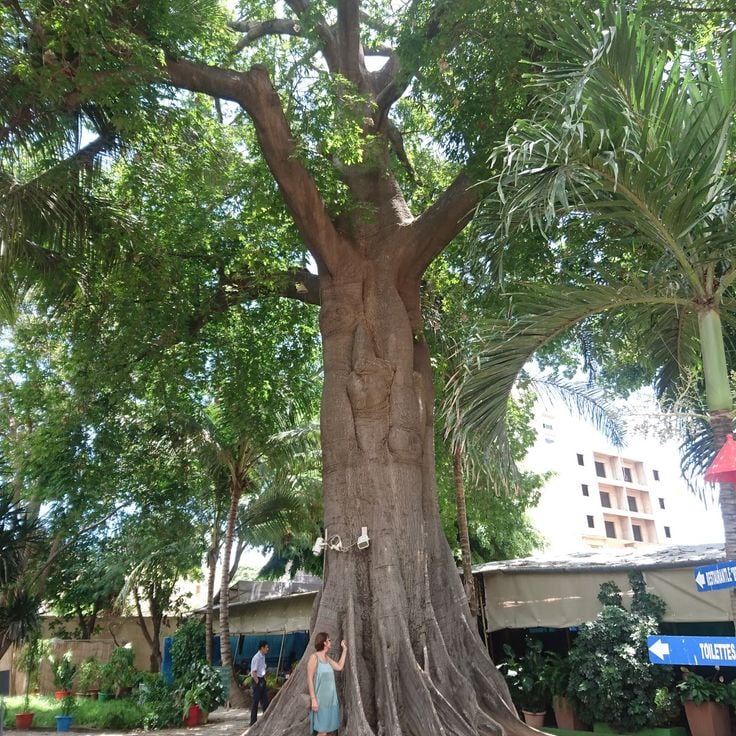 Französisches Institut Dakar
