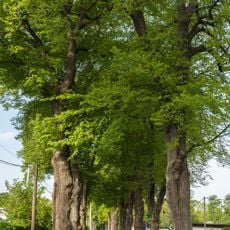 Lindenallee Claußallee