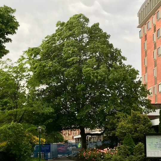 Lincoln University scarlet oak